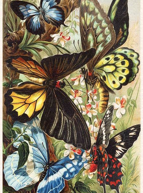 Бабочки, пчелы, стрекозы