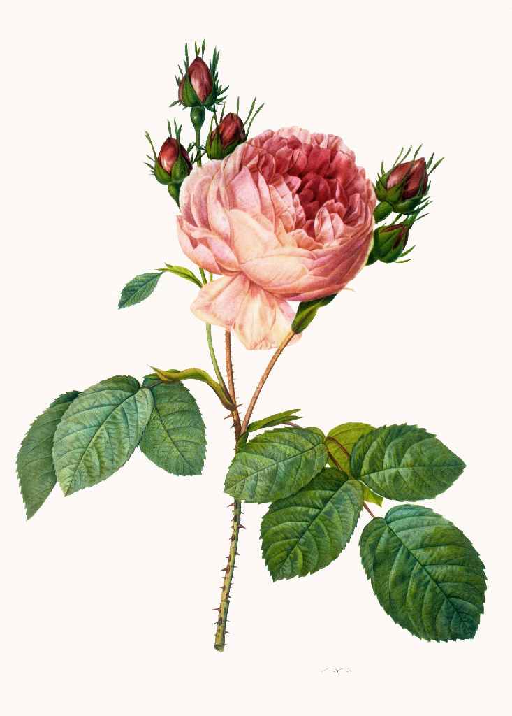 Репродукция картина - Винтажная роза